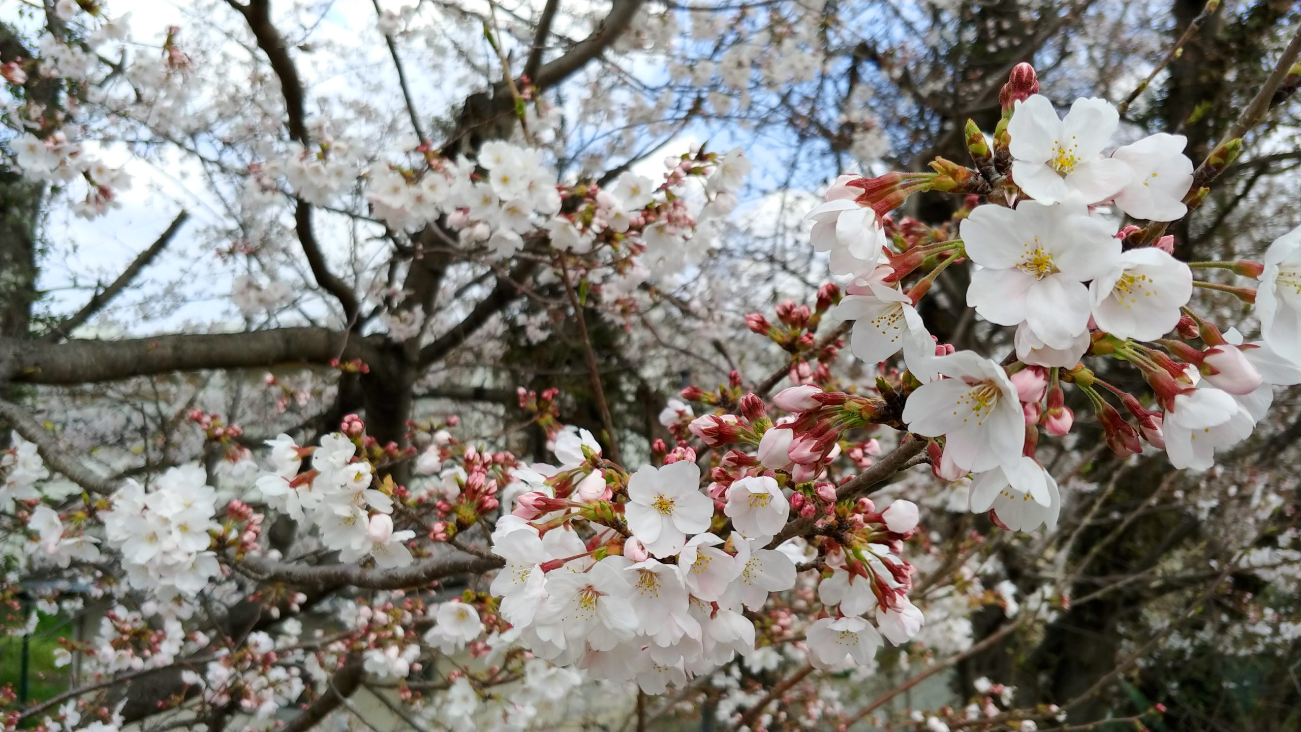 桜の花や房の数え方 ロクなblog